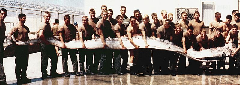 Illustration for article titled Watch the first-ever footage of a live 8-foot long oarfish